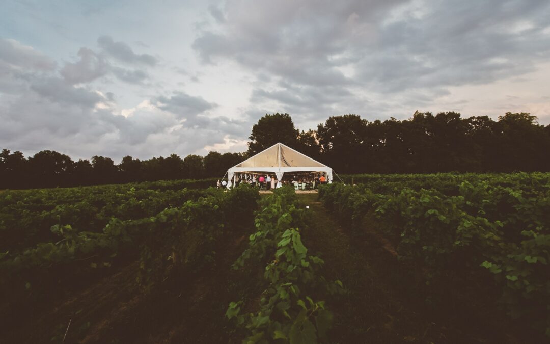 vineyard wedding tent