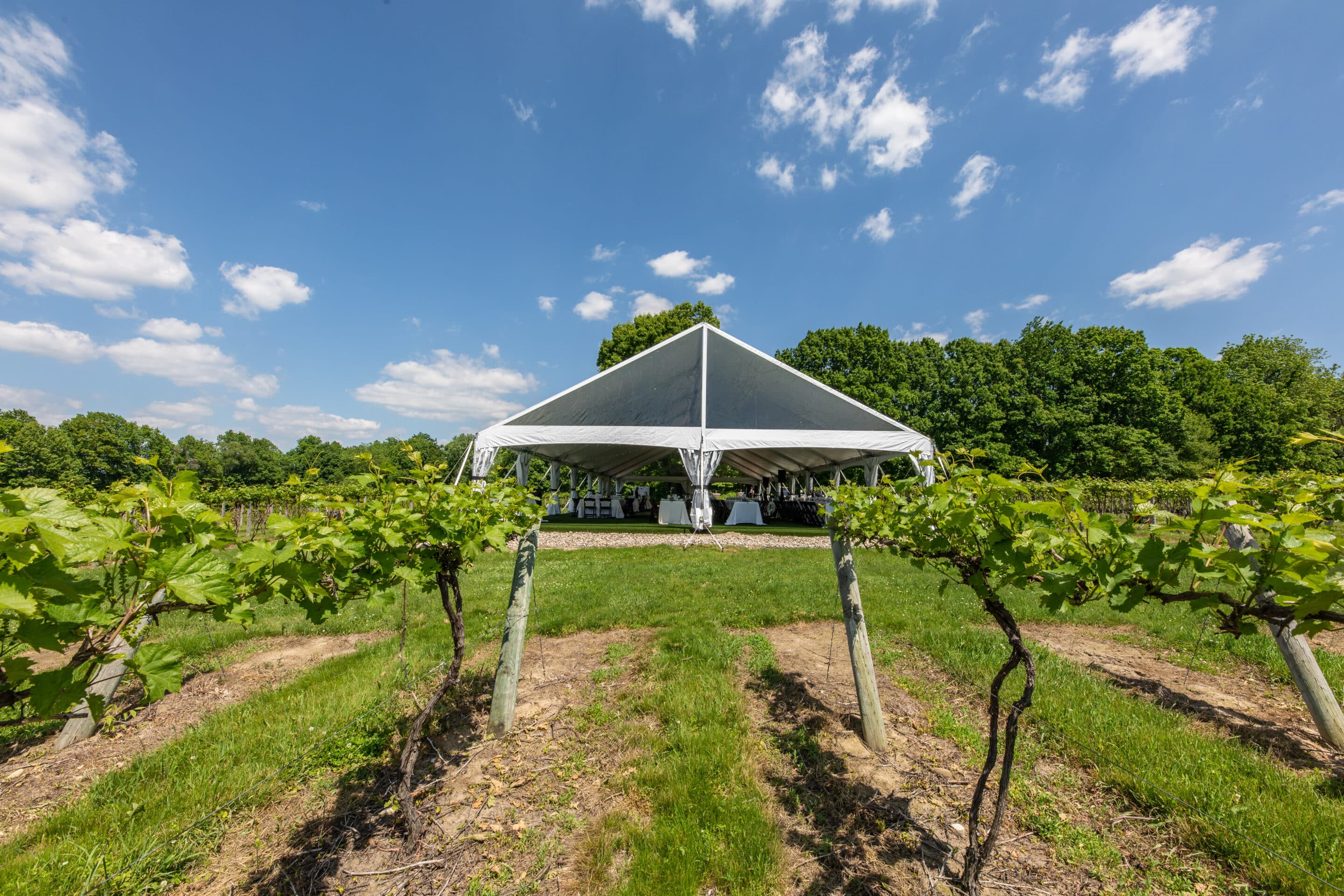 vineyard wedding tent