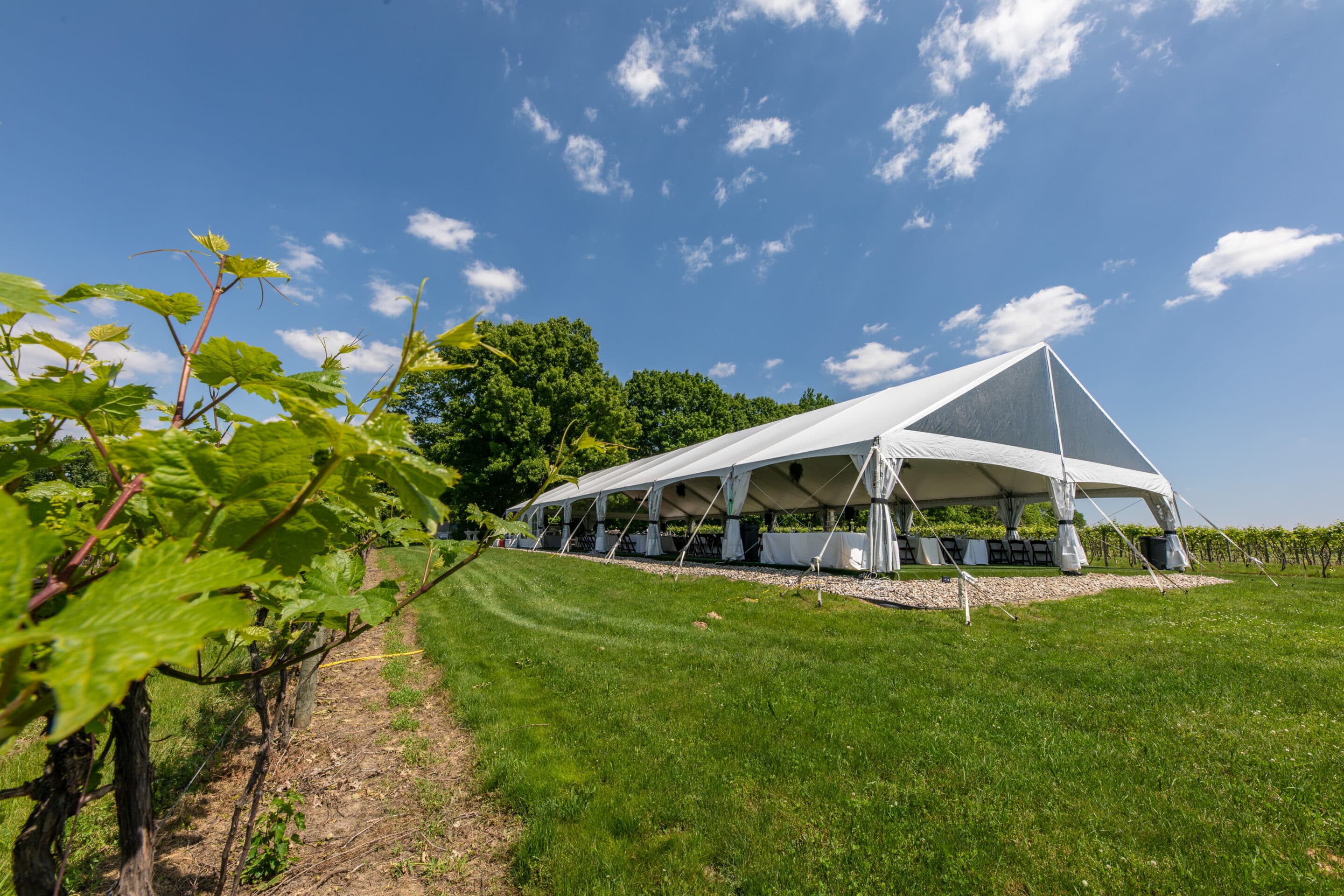 vineyard Wedding Tent