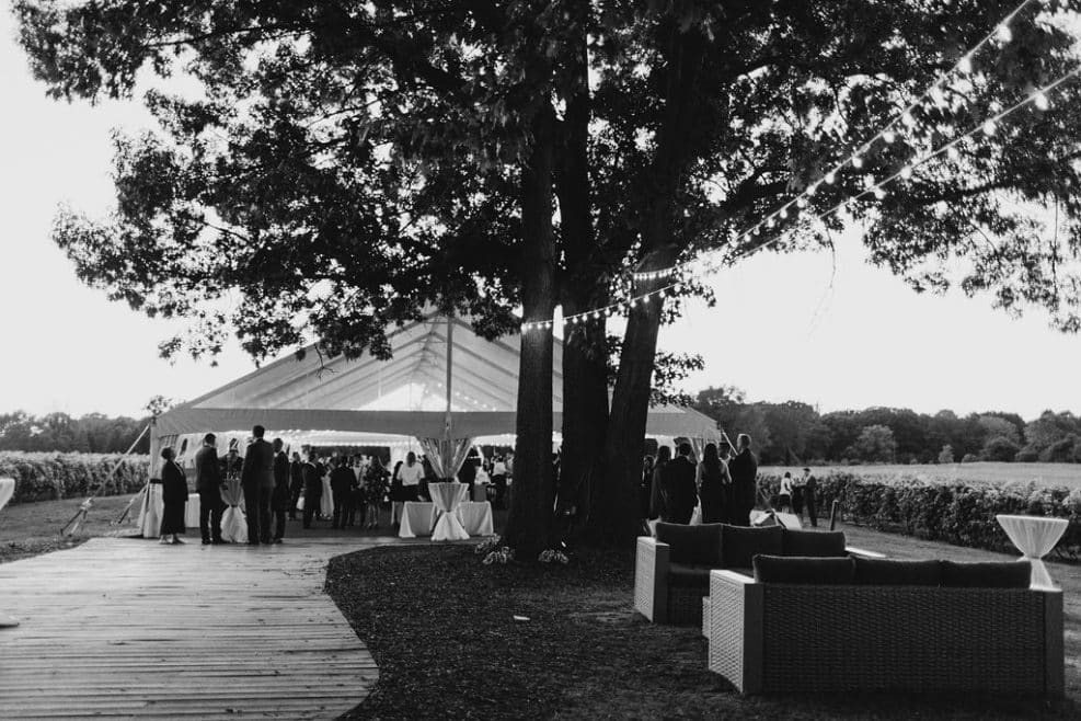 vineyard wedding tent